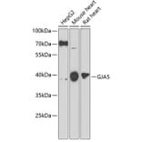 Western Blot - Anti-Cx40/GJA5 Antibody (A10088) - Antibodies.com
