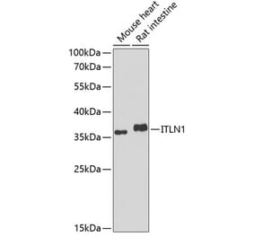 Western Blot - Anti-ITLN1 Antibody (A10089) - Antibodies.com