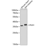 Western Blot - Anti-ITLN1 Antibody (A10089) - Antibodies.com