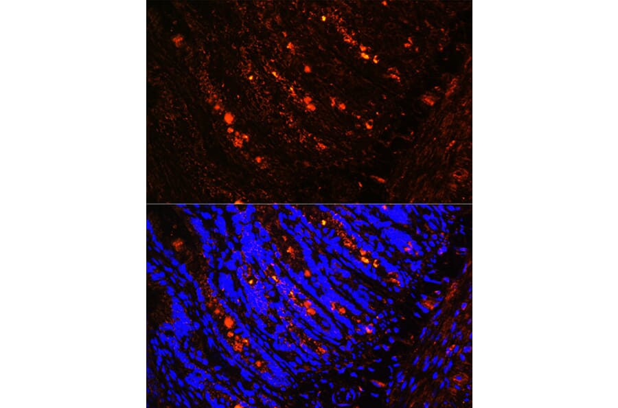 Immunofluorescence - Anti-ITLN1 Antibody (A10089) - Antibodies.com