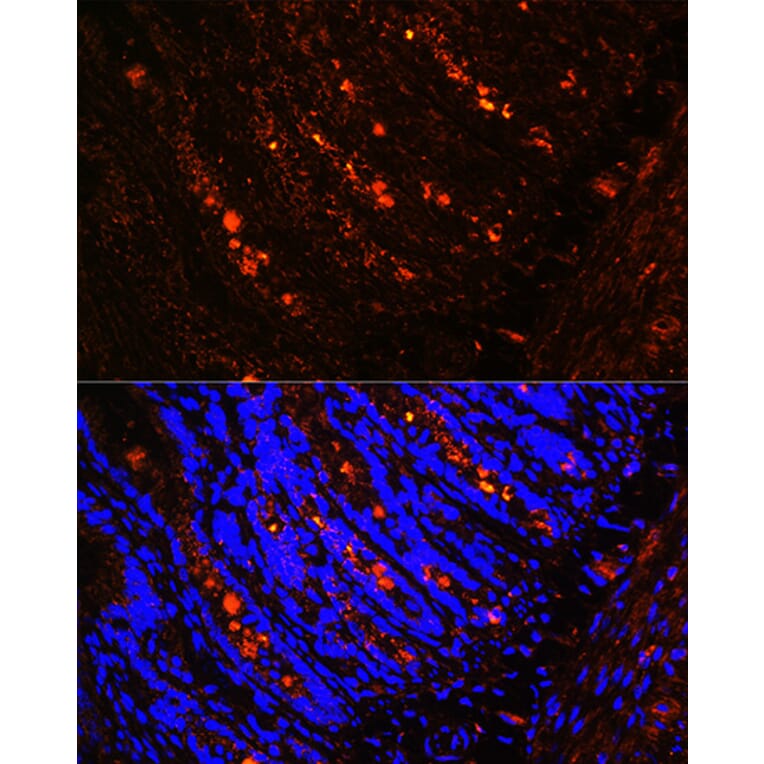 Immunofluorescence - Anti-ITLN1 Antibody (A10089) - Antibodies.com