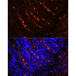 Immunofluorescence - Anti-ITLN1 Antibody (A10089) - Antibodies.com