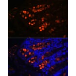 Immunofluorescence - Anti-ITLN1 Antibody (A10089) - Antibodies.com