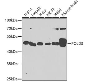 Western Blot - Anti-POLD3 Antibody (A10090) - Antibodies.com