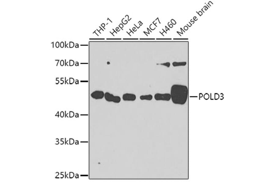 Western Blot - Anti-POLD3 Antibody (A10090) - Antibodies.com