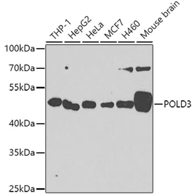 Western Blot - Anti-POLD3 Antibody (A10090) - Antibodies.com