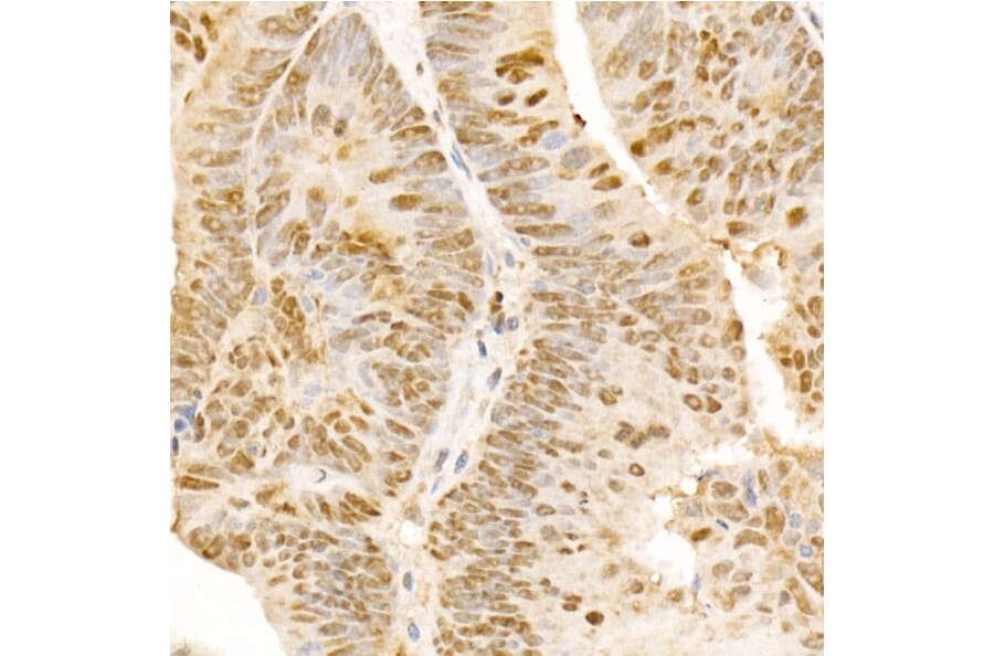 Immunohistochemistry - Anti-POLD3 Antibody (A10090) - Antibodies.com