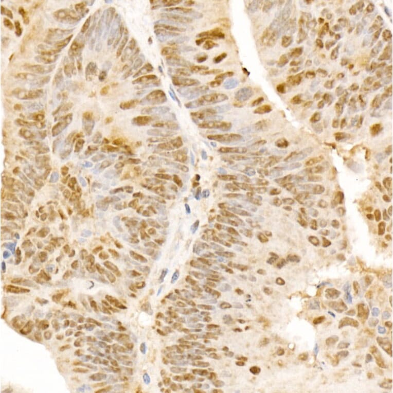 Immunohistochemistry - Anti-POLD3 Antibody (A10090) - Antibodies.com
