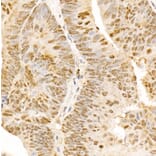 Immunohistochemistry - Anti-POLD3 Antibody (A10090) - Antibodies.com