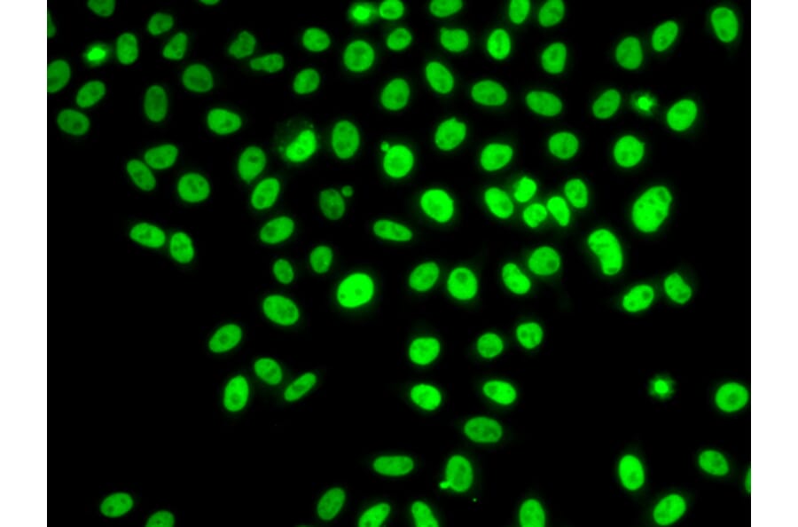 Immunofluorescence - Anti-POLD3 Antibody (A10090) - Antibodies.com