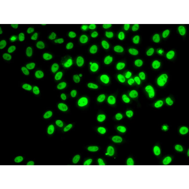 Immunofluorescence - Anti-POLD3 Antibody (A10090) - Antibodies.com