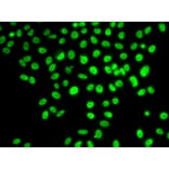 Immunofluorescence - Anti-POLD3 Antibody (A10090) - Antibodies.com