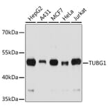 Western Blot - Anti-TUBG1 Antibody (A7246) - Antibodies.com