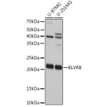 Western Blot - Anti-FLR Antibody (A10093) - Antibodies.com