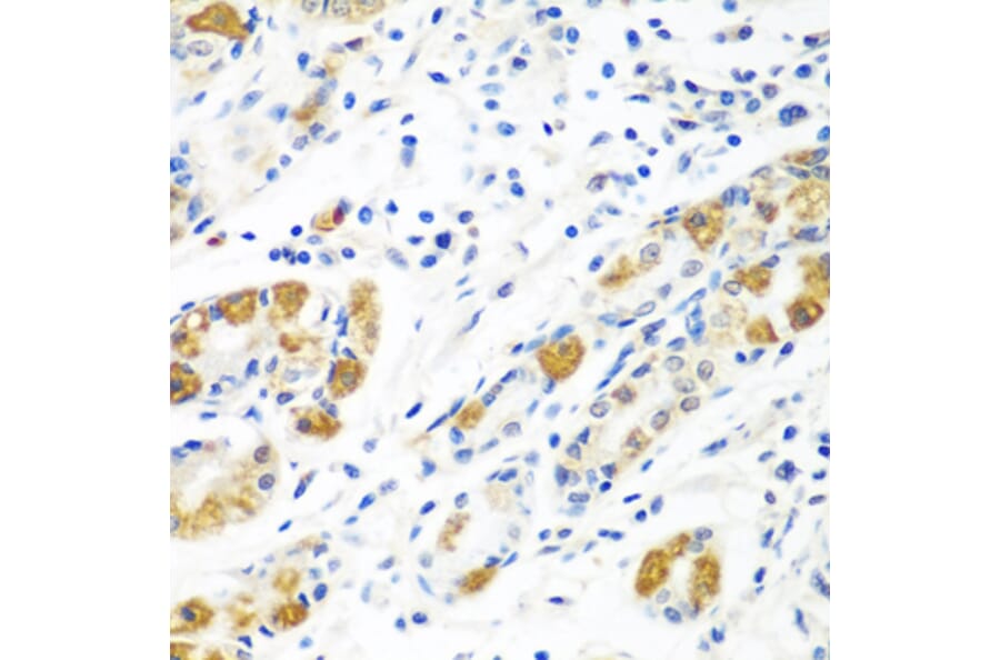 Immunohistochemistry - Anti-FLR Antibody (A10093) - Antibodies.com