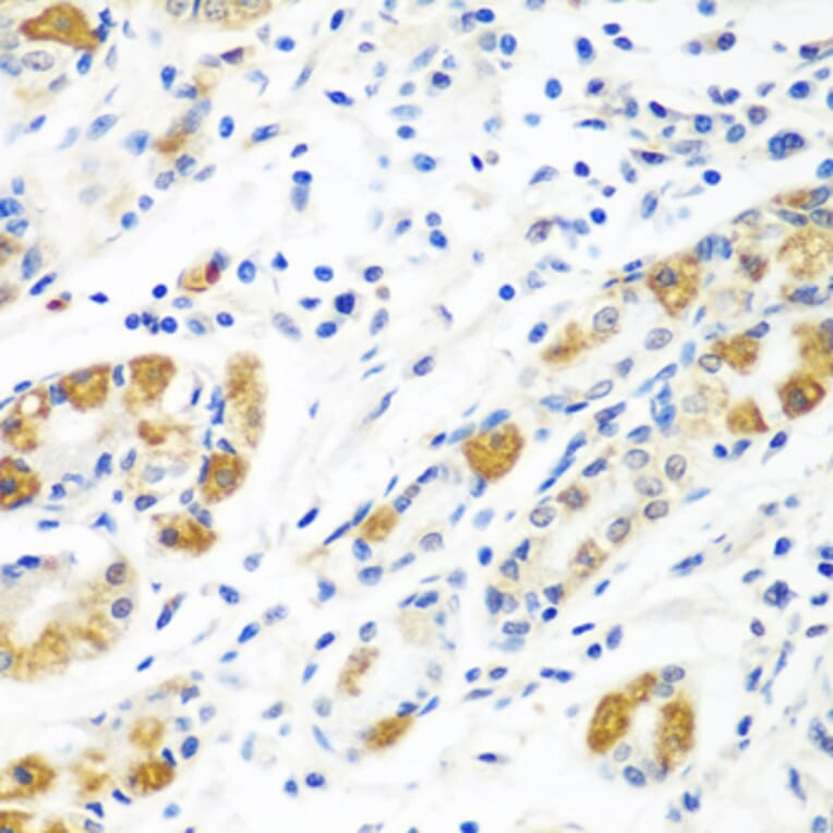 Immunohistochemistry - Anti-FLR Antibody (A10093) - Antibodies.com