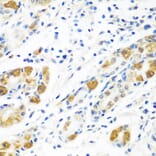 Immunohistochemistry - Anti-FLR Antibody (A10093) - Antibodies.com