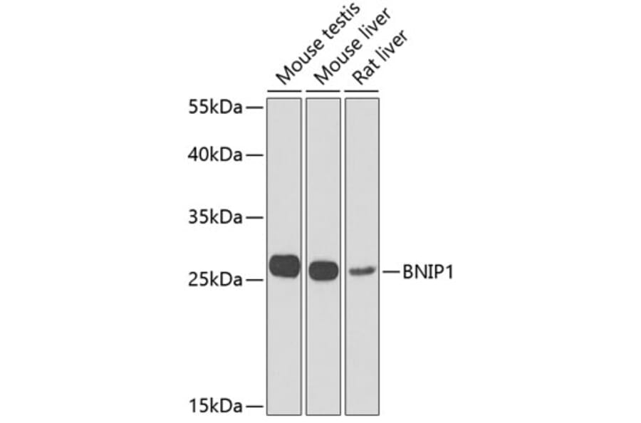 Western Blot - Anti-BNIP1 Antibody (A10094) - Antibodies.com