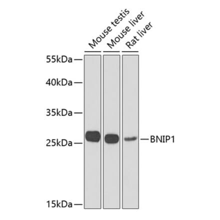 Western Blot - Anti-BNIP1 Antibody (A10094) - Antibodies.com