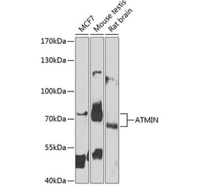 Western Blot - Anti-ATMIN Antibody (A10095) - Antibodies.com
