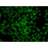 Immunofluorescence - Anti-ATMIN Antibody (A10095) - Antibodies.com