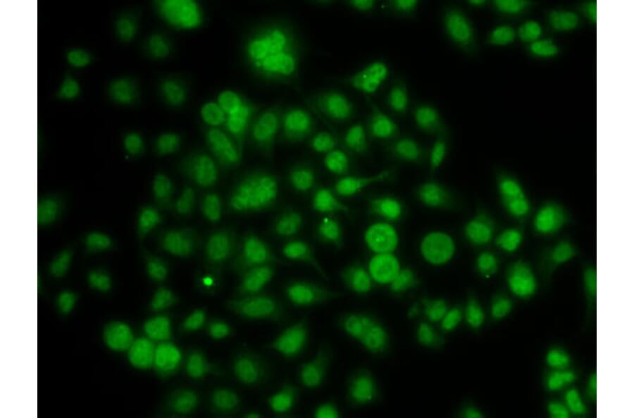 Immunofluorescence - Anti-MATH5/ATOH7 Antibody (A10096) - Antibodies.com
