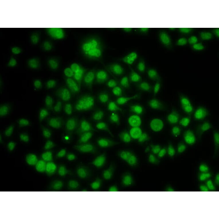 Immunofluorescence - Anti-MATH5/ATOH7 Antibody (A10096) - Antibodies.com