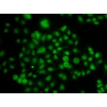 Immunofluorescence - Anti-MATH5/ATOH7 Antibody (A10096) - Antibodies.com