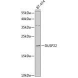 Western Blot - Anti-DUSP22 Antibody (A10098) - Antibodies.com