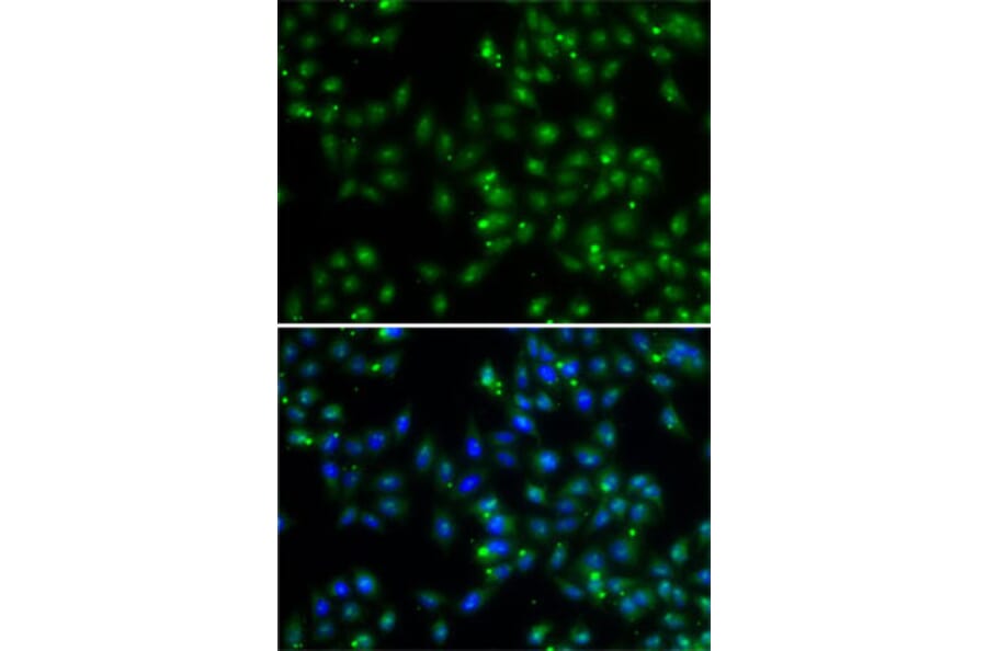 Immunofluorescence - Anti-DUSP22 Antibody (A10098) - Antibodies.com