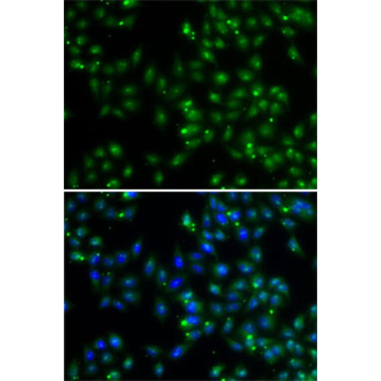 Immunofluorescence - Anti-DUSP22 Antibody (A10098) - Antibodies.com