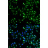 Immunofluorescence - Anti-DUSP22 Antibody (A10098) - Antibodies.com