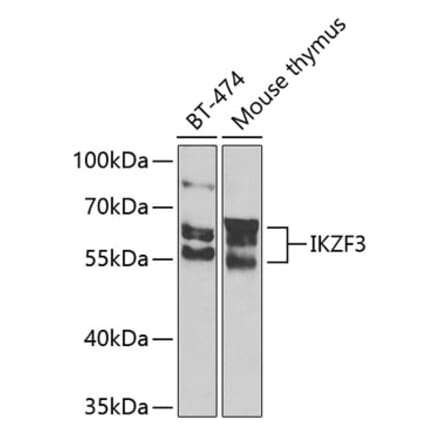 Western Blot - Anti-IKZF3 Antibody (A10101) - Antibodies.com