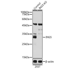 Western Blot - Anti-ING5 Antibody (A10102) - Antibodies.com