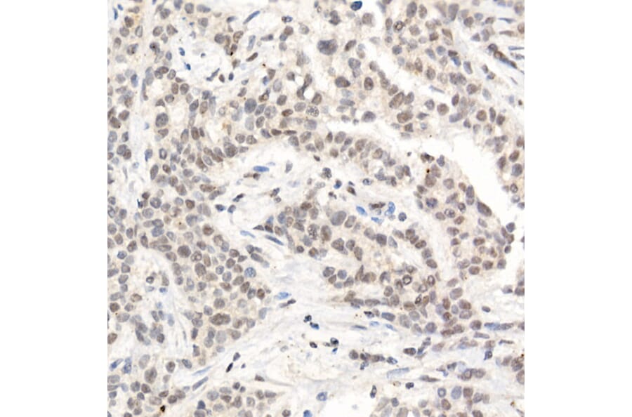 Immunohistochemistry - Anti-L3MBTL3 Antibody (A10103) - Antibodies.com
