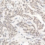 Immunohistochemistry - Anti-L3MBTL3 Antibody (A10103) - Antibodies.com