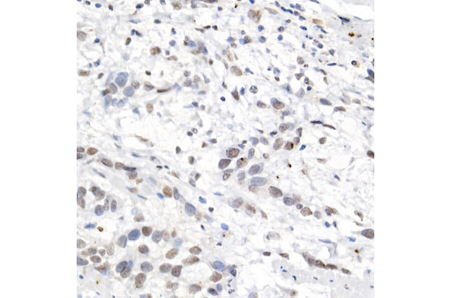 Immunohistochemistry - Anti-L3MBTL3 Antibody (A10103) - Antibodies.com