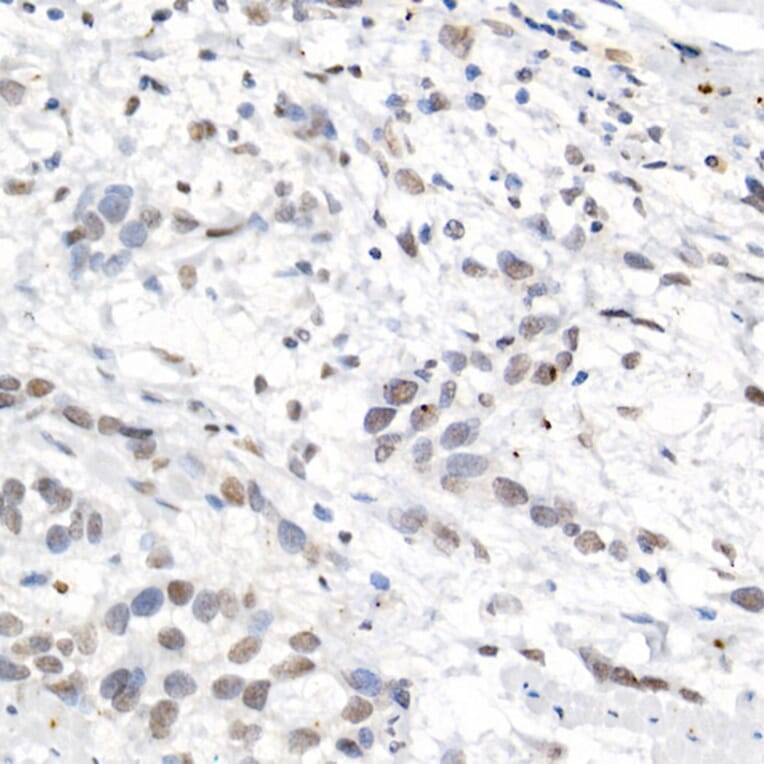 Immunohistochemistry - Anti-L3MBTL3 Antibody (A10103) - Antibodies.com