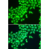 Immunofluorescence - Anti-METTL2A Antibody (A7290) - Antibodies.com