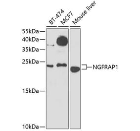 Western Blot - Anti-NGFRAP1 Antibody (A10105) - Antibodies.com