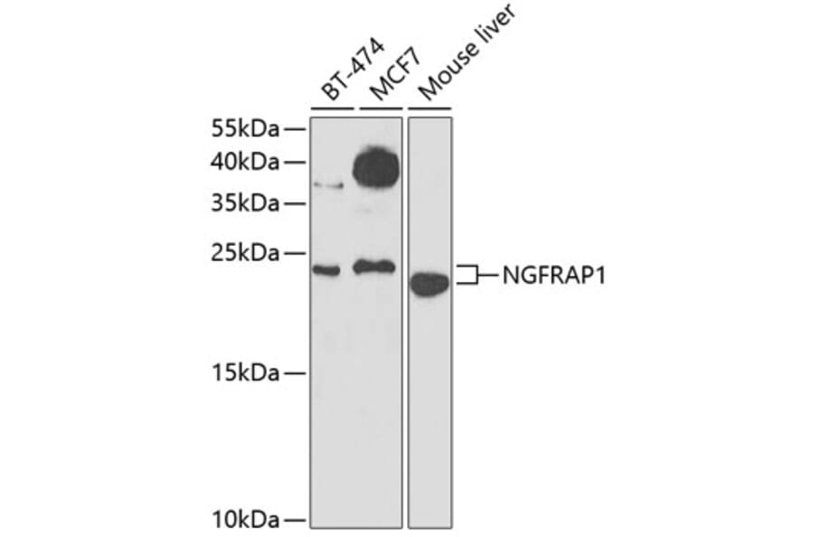 Western Blot - Anti-NGFRAP1 Antibody (A10105) - Antibodies.com