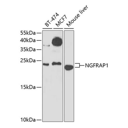 Western Blot - Anti-NGFRAP1 Antibody (A10105) - Antibodies.com