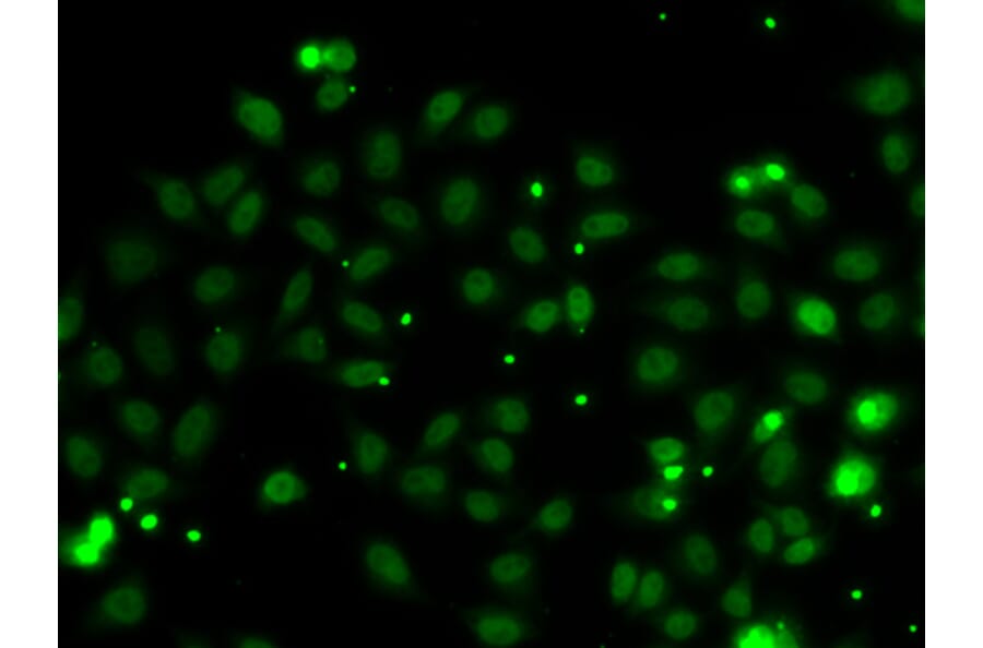 Immunofluorescence - Anti-NGFRAP1 Antibody (A10105) - Antibodies.com