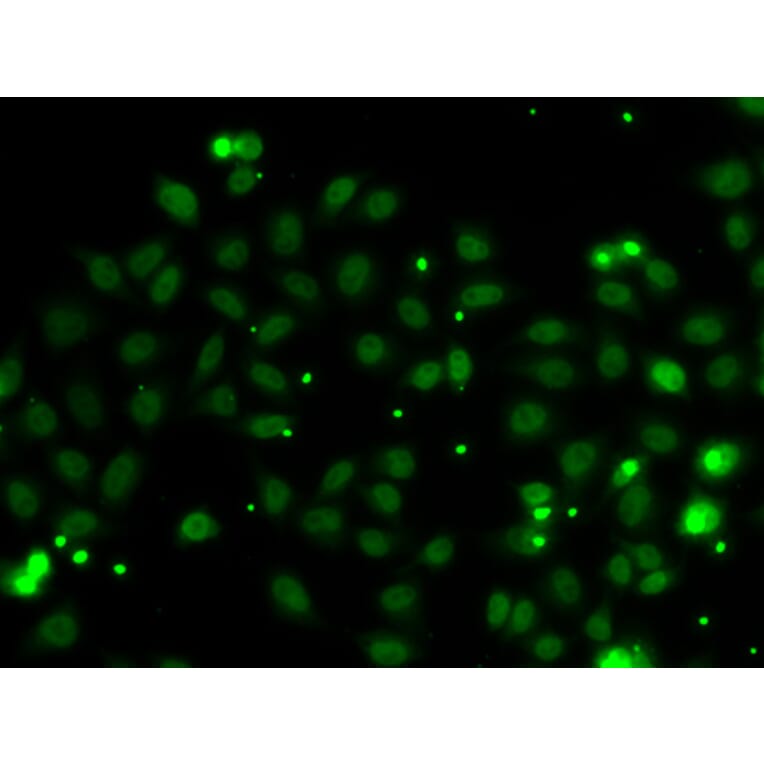 Immunofluorescence - Anti-NGFRAP1 Antibody (A10105) - Antibodies.com