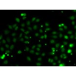 Immunofluorescence - Anti-NGFRAP1 Antibody (A10105) - Antibodies.com