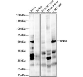 Western Blot - Anti-RNF8 Antibody (A10107) - Antibodies.com