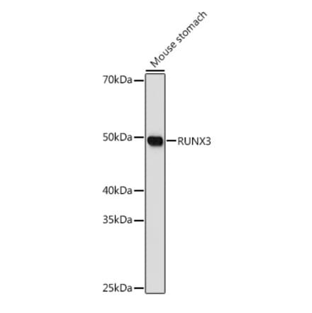 Western Blot - Anti-RUNX3 Antibody (A10108) - Antibodies.com