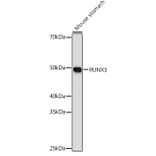 Western Blot - Anti-RUNX3 Antibody (A10108) - Antibodies.com