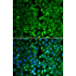 Immunofluorescence - Anti-RUNX3 Antibody (A10108) - Antibodies.com