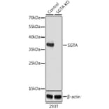 Western Blot - Anti-SGTA Antibody (A7306) - Antibodies.com